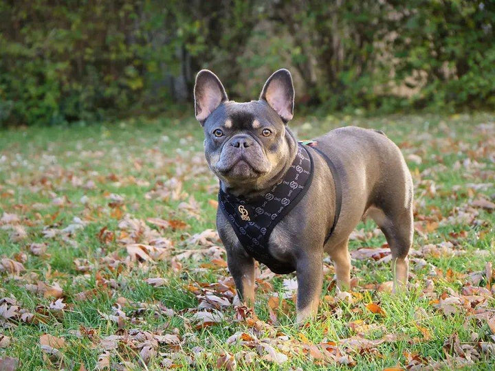 CD Fashionista Harness Geschirr - Bobbis Store Hunde