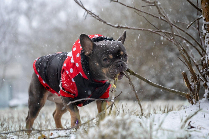 GEPOLSTERTER HUNDEMANTEL MINNIE - Bobbis Store Hunde