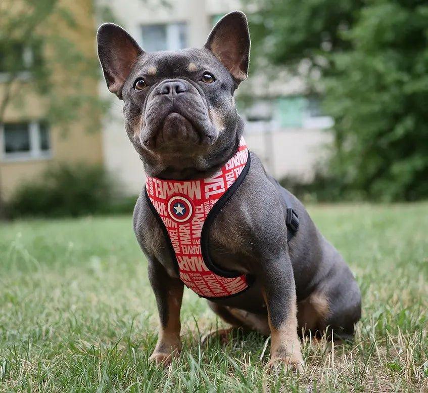 Hundegeschirr MARVEL - Bobbis Store Hunde