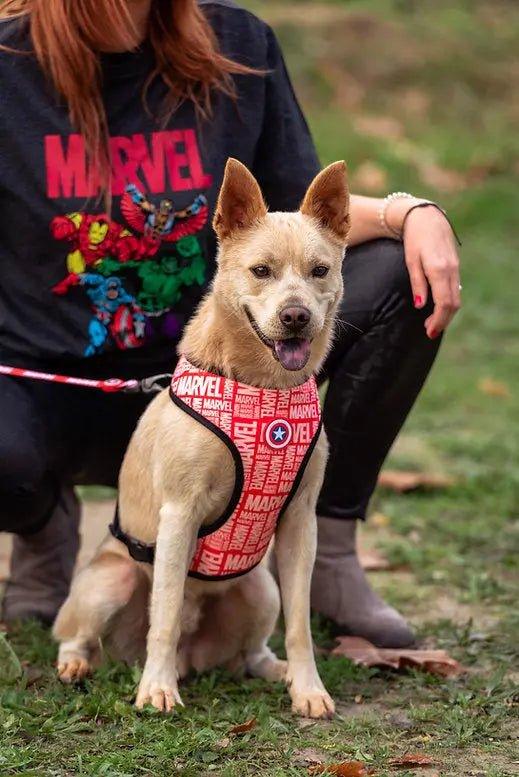 Hundegeschirr MARVEL - Bobbis Store Hunde
