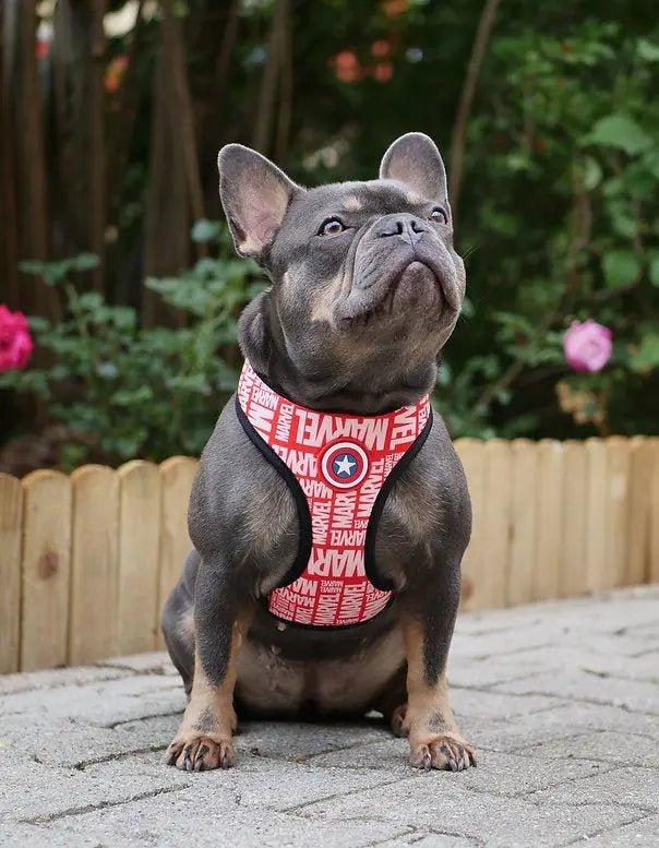 Hundegeschirr MARVEL - Bobbis Store Hunde