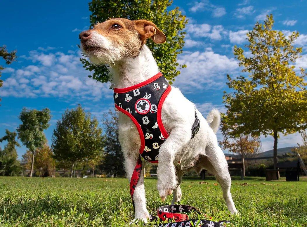 Hundegeschirr MICKEY - Bobbis Store Hunde