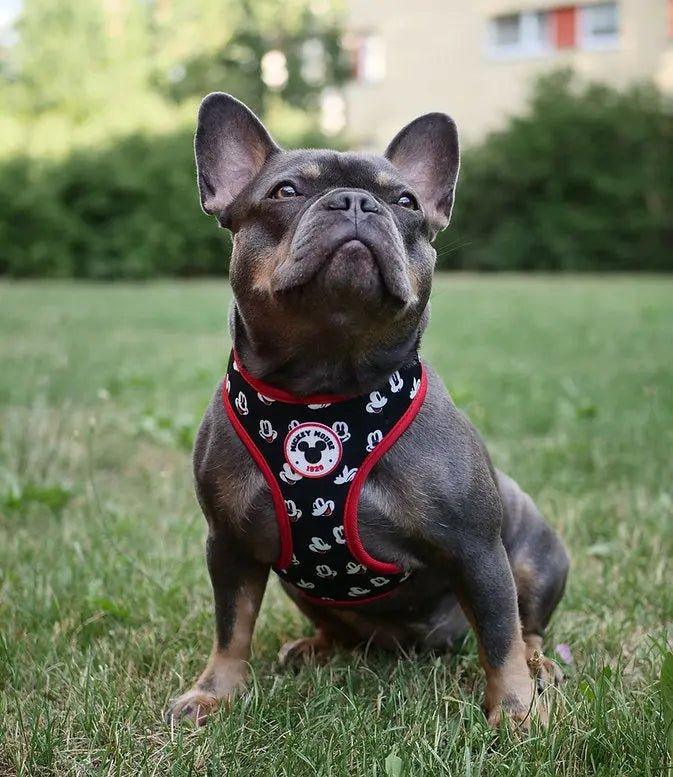 Hundegeschirr MICKEY - Bobbis Store Hunde