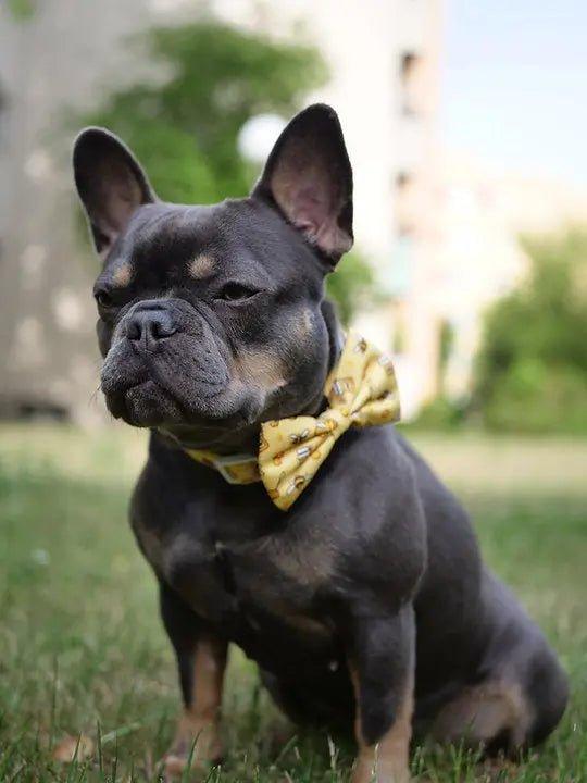 HUNDEHALSBAND UND FLIEGE: Honigbiene - Bobbis Store Hunde