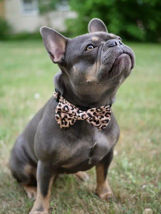 HUNDEHALSBAND UND FLIEGE: Leopard - Bobbis Store Hunde