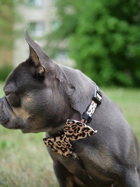 HUNDEHALSBAND UND FLIEGE: Leopard - Bobbis Store Hunde