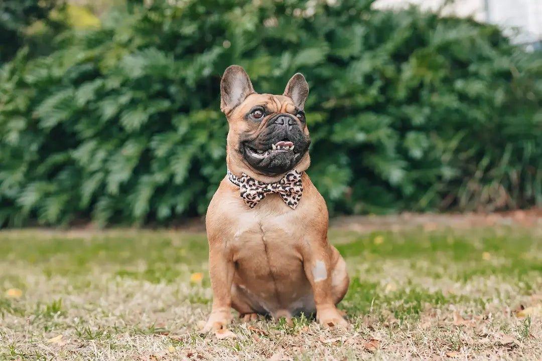 HUNDEHALSBAND UND FLIEGE: Leopard - Bobbis Store Hunde