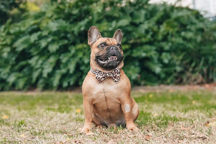 HUNDEHALSBAND UND FLIEGE: Leopard - Bobbis Store Hunde