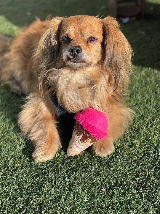 Hundespielzeug Eiscreme - Bobbis Store Hunde