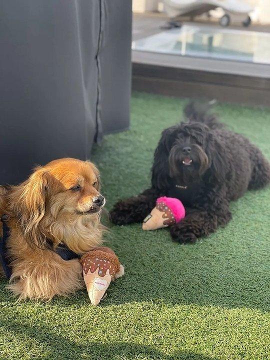 Hundespielzeug Eiscreme - Bobbis Store Hunde