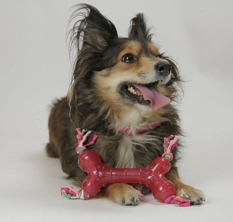 Hundespielzeug Jelly - Bobbis Store Hunde