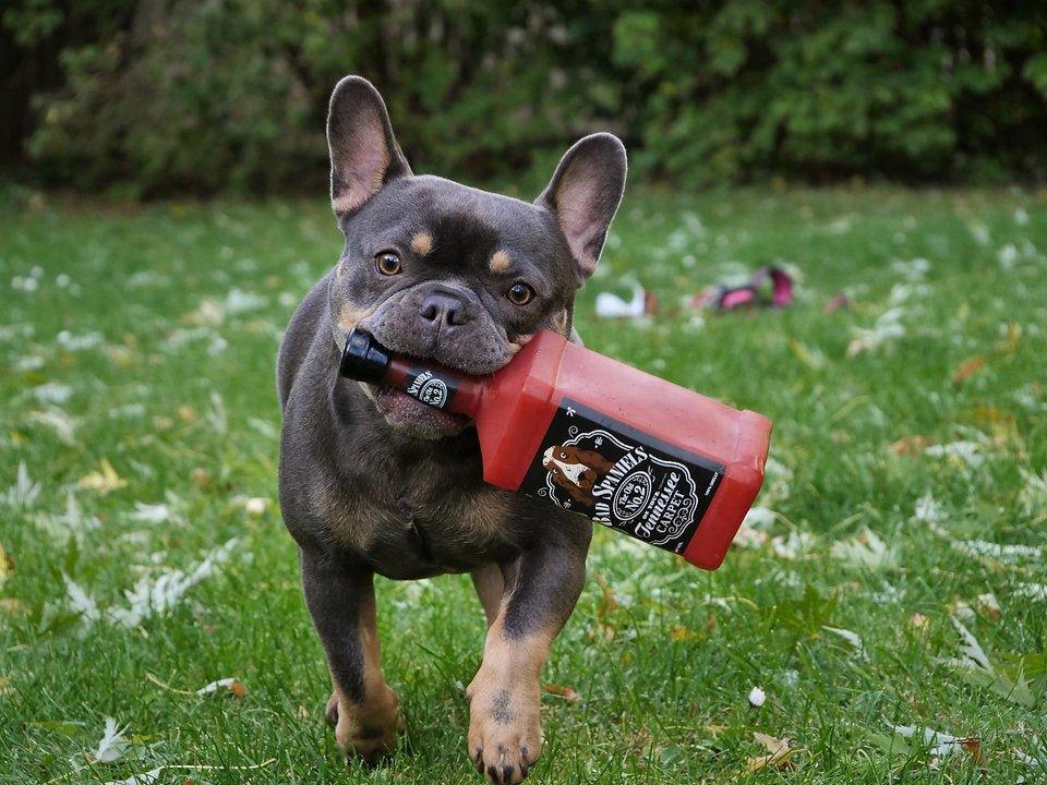 Jack Dog The Old No.2 - Bobbis Store Hunde