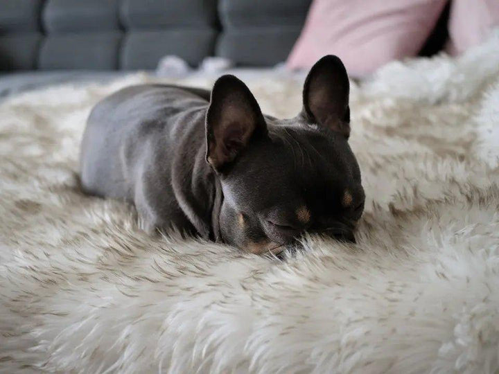 Nap n Play Luxus Überwurfdecke - Bobbis Store Hunde