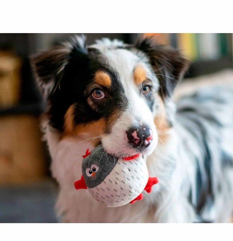 Peek N' Seek | Hundespielzeug - Bobbis Store Hunde