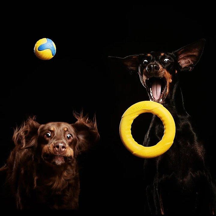 Power Duo — Schlepper und Apportierball (Hundespielzeug-Set) - Bobbis Store Hunde