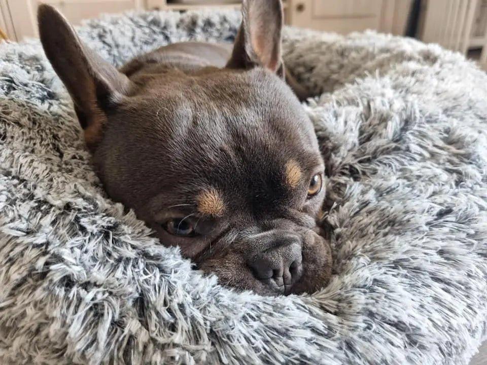 Premium Poilu Bobbi Donut Koje - Grau - Bobbis Store Hunde