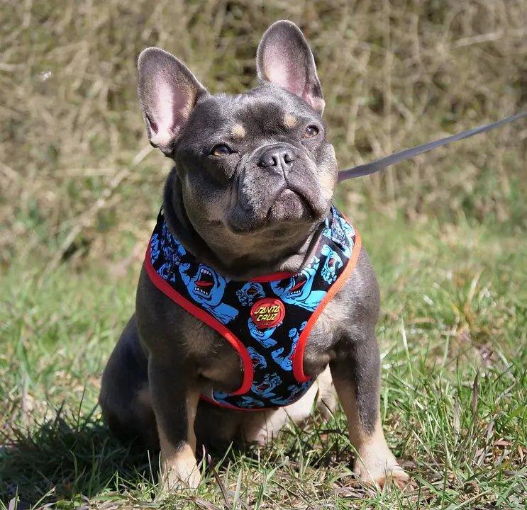 Santa Cruz x Fresh Pawz | Verstellbares Hundegeschirr - Bobbis Store Hunde