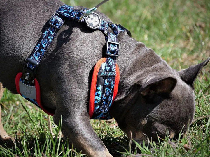 Santa Cruz x Fresh Pawz | Verstellbares Hundegeschirr - Bobbis Store Hunde