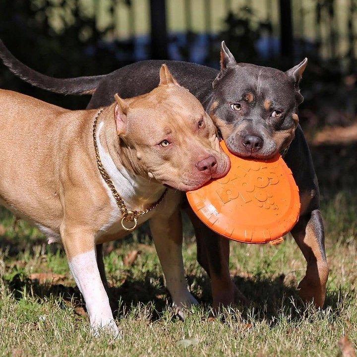 SP Bottle Top Flyer - Flying Toy - Orange - Bobbis Store Hunde