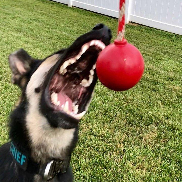 USA-K9 Cherry Bomb - Kauspielzeug - Belohnungs-Spielzeug - Bobbis Store Hunde