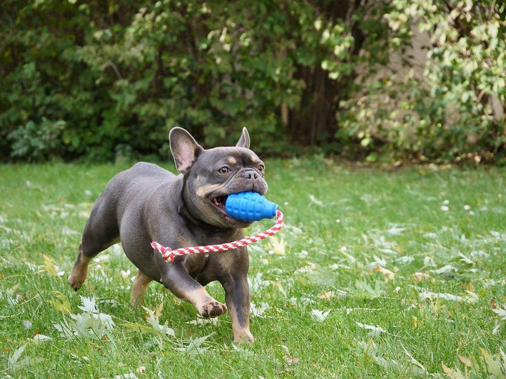 USA-K9 Grenade Blau - Kauspielzeug - Blau L - Bobbis Store Hunde