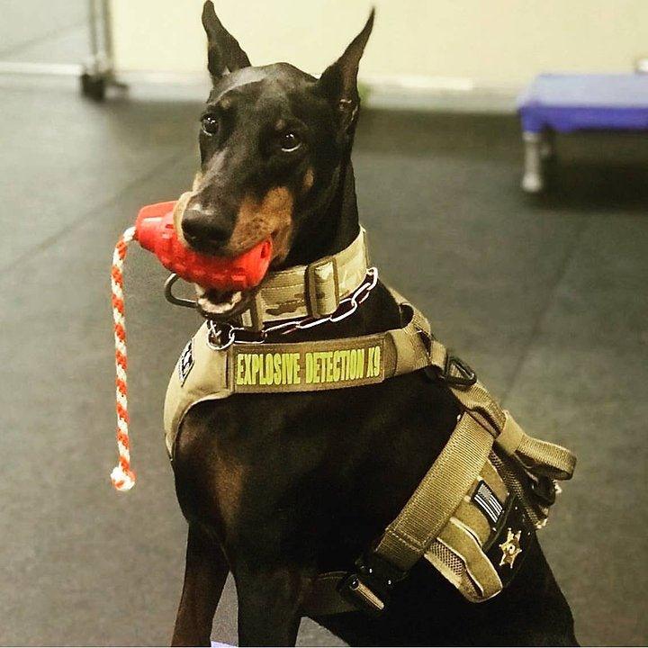 USA-K9 Grenade Rot - Kauspielzeug - Belohnungs-Spielzeug L - Bobbis Store Hunde