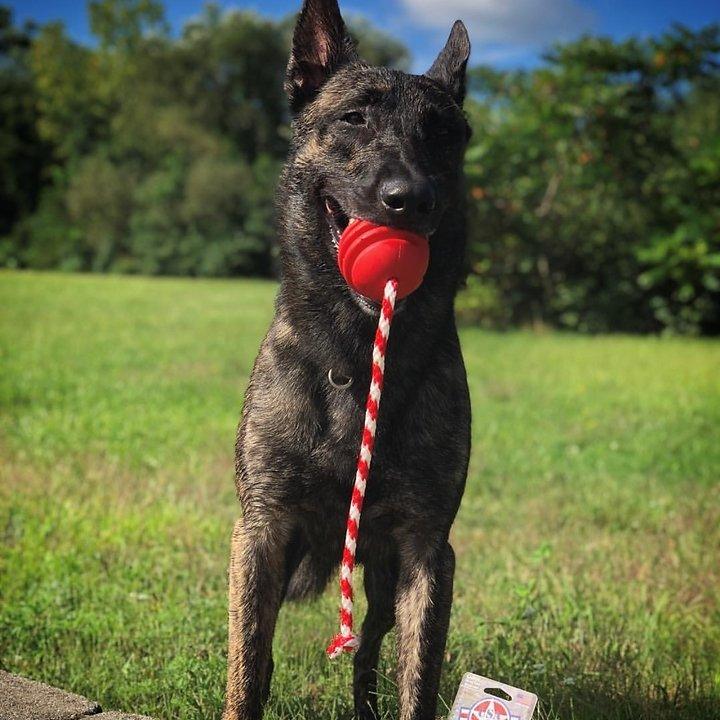 USA-K9--langlebiges Belohnungs-Spielzeug - groß - rot - Bobbis Store Hunde