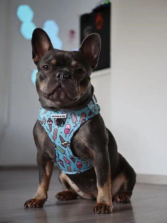 Verstellbares Geschirr Gelato - Bobbis Store Hunde