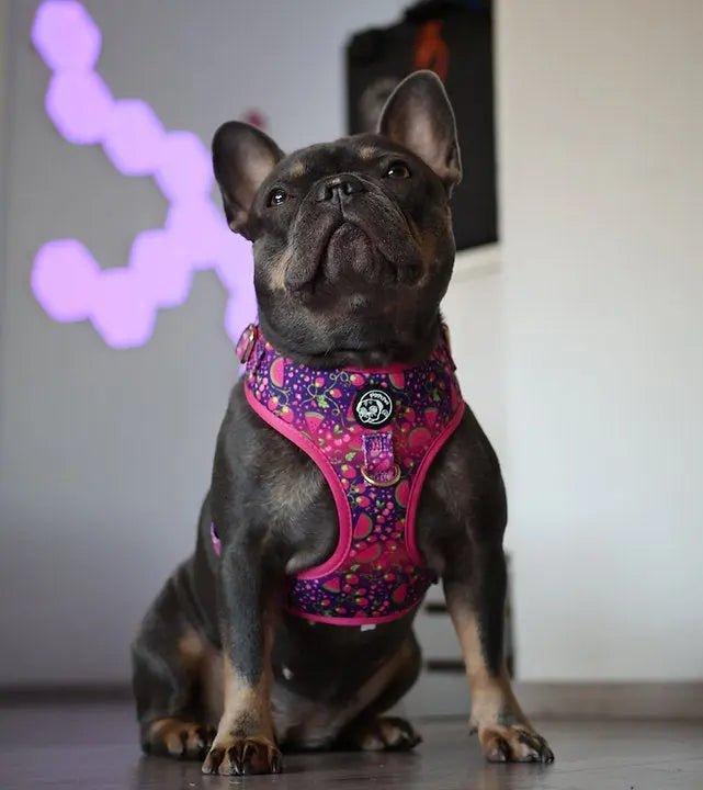 Verstellbares Hundegeschirr | Juicy Fruits - Bobbis Store Hunde