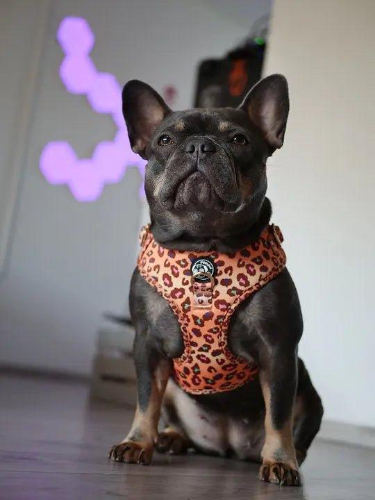 Verstellbares Hundegeschirr | Wild Safari - Bobbis Store Hunde
