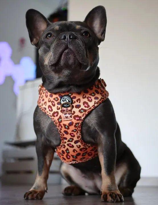 Verstellbares Hundegeschirr | Wild Safari - Bobbis Store Hunde