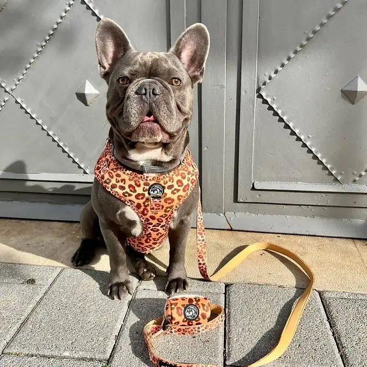 Verstellbares Hundegeschirr | Wild Safari - Bobbis Store Hunde