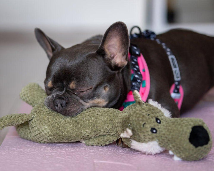 Weicher Hunde-Teddy (grün) - Bobbis Store Hunde
