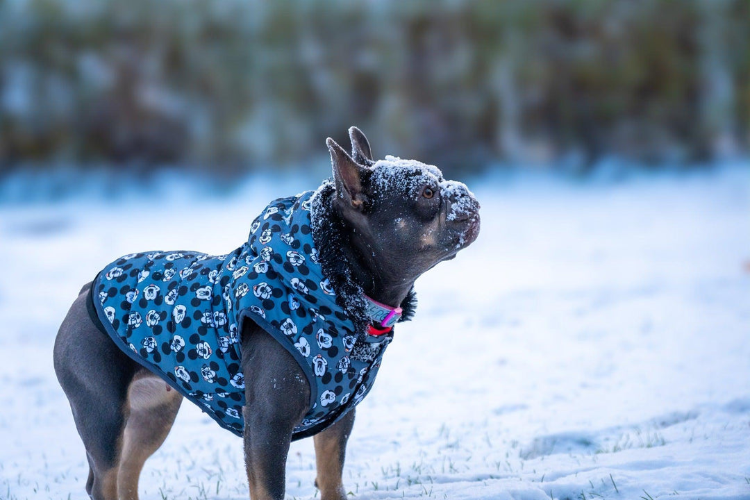 WINTER HUNDEMANTEL MICKEY - Bobbis Store Hunde