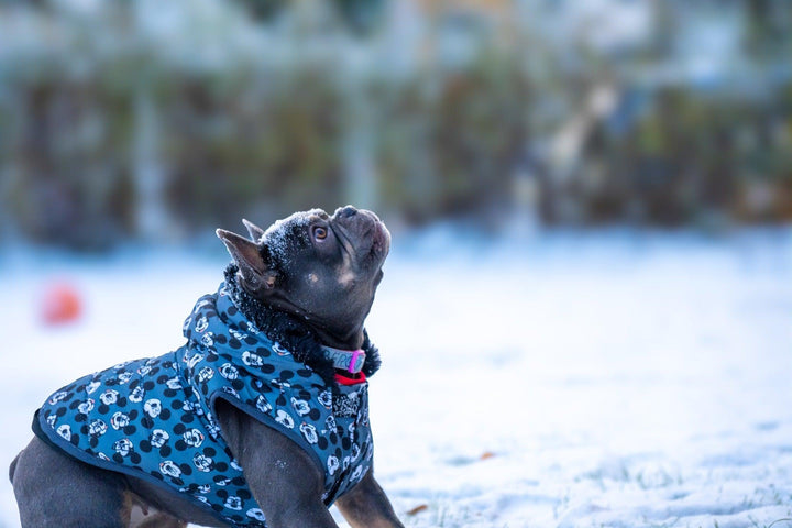 WINTER HUNDEMANTEL MICKEY - Bobbis Store Hunde