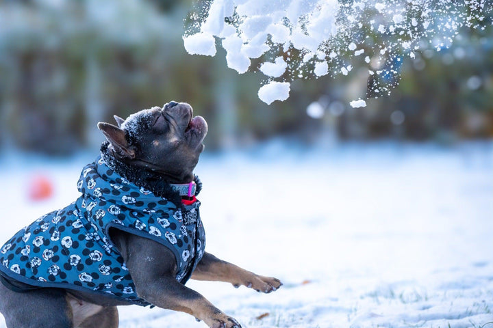 WINTER HUNDEMANTEL MICKEY - Bobbis Store Hunde