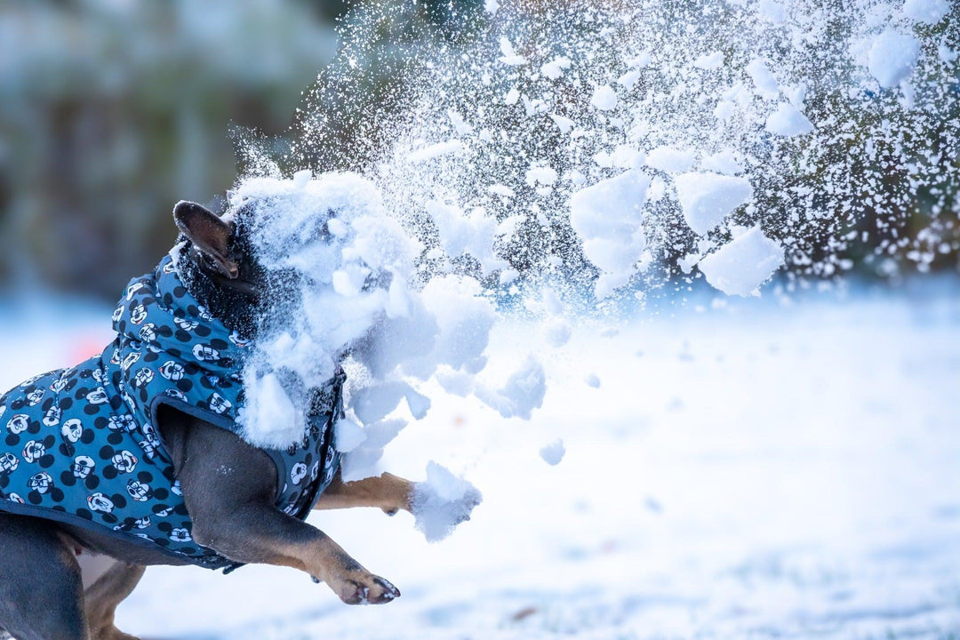 WINTER HUNDEMANTEL MICKEY - Bobbis Store Hunde