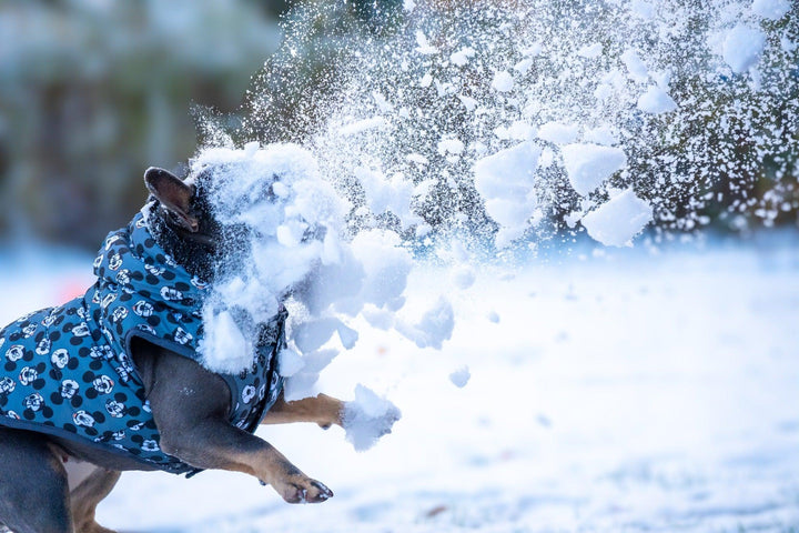 WINTER HUNDEMANTEL MICKEY - Bobbis Store Hunde
