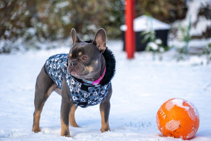 WINTER HUNDEMANTEL MICKEY - Bobbis Store Hunde