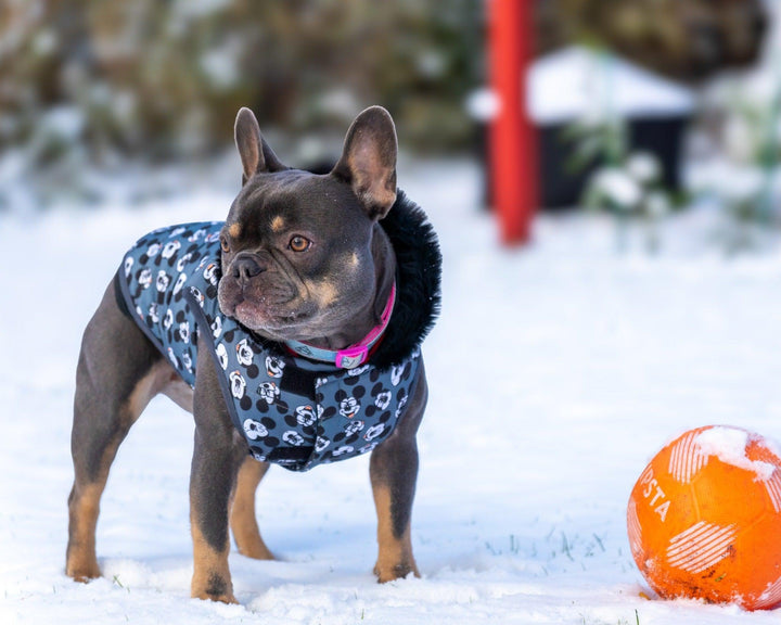 WINTER HUNDEMANTEL MICKEY - Bobbis Store Hunde