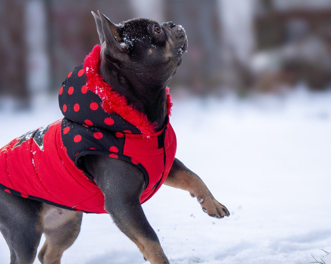 WINTER HUNDEMANTEL MINNIE CLASSIC - Bobbis Store Hunde