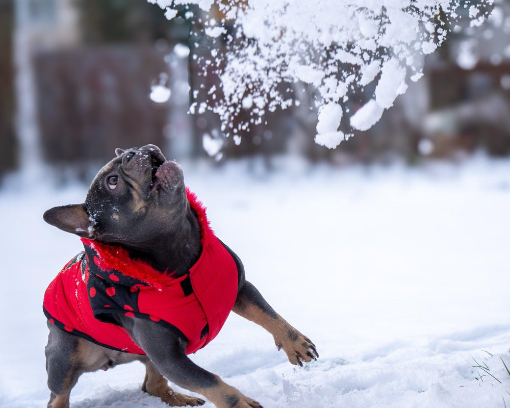 WINTER HUNDEMANTEL MINNIE CLASSIC - Bobbis Store Hunde